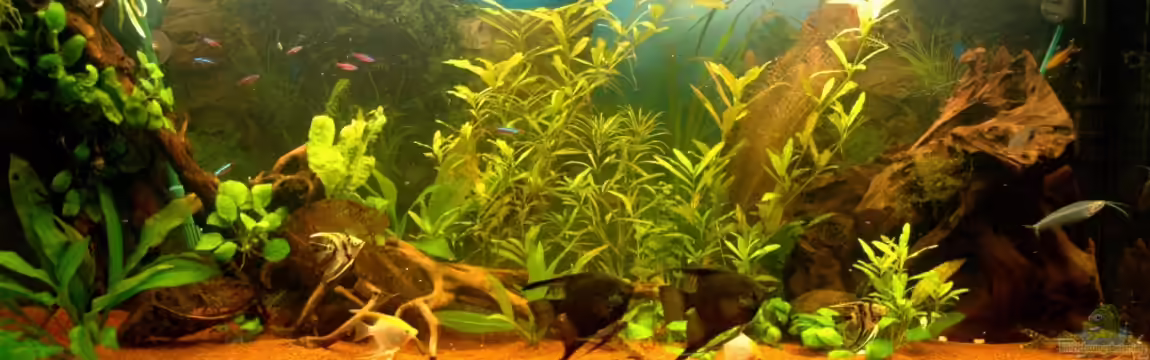 Juwel Rio von Rafael Nef