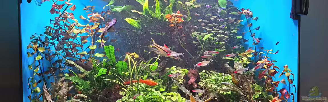 Juwel Trigon 190 Liter von Stefan Müller