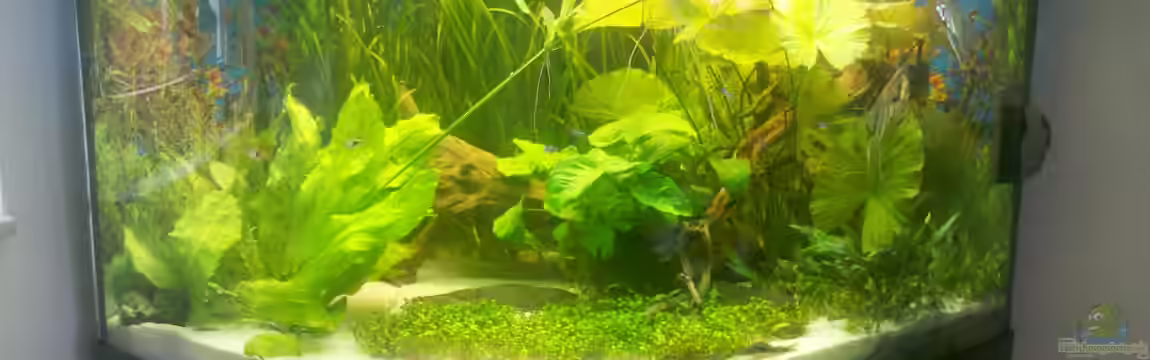 Juwel Trigon 350 von Drulli