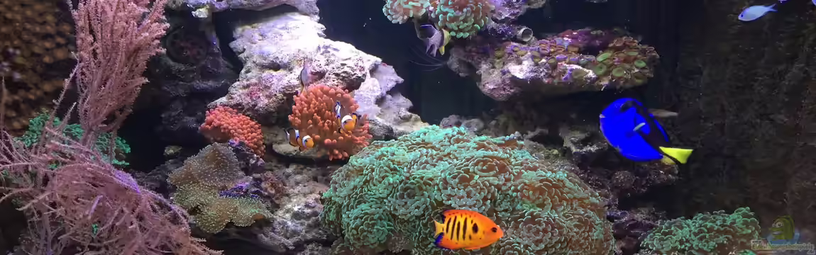 Juwel Trigon mit Panoramascheibe von Markus.T