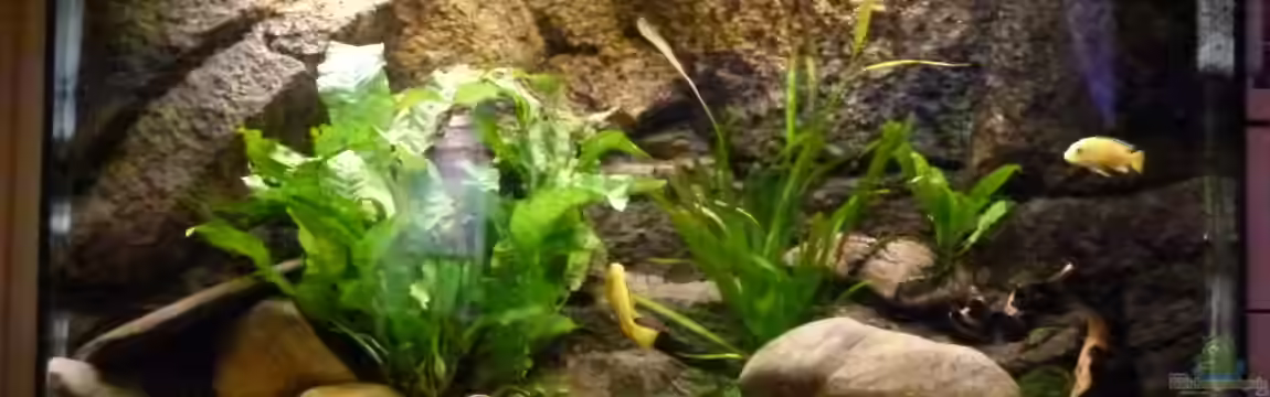 JUWEL Vision 180 (Existiert so nicht mehr) von Malawilike