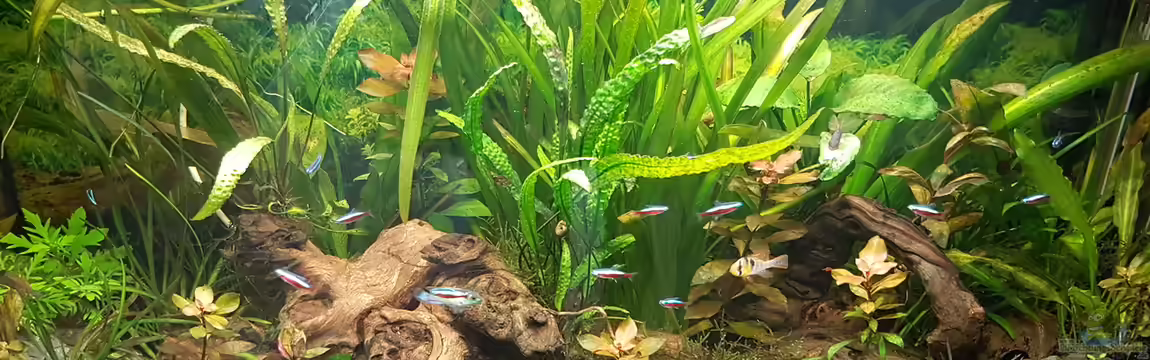 Juwel Vision 180 Southamerica Fever von painless Tdb-music