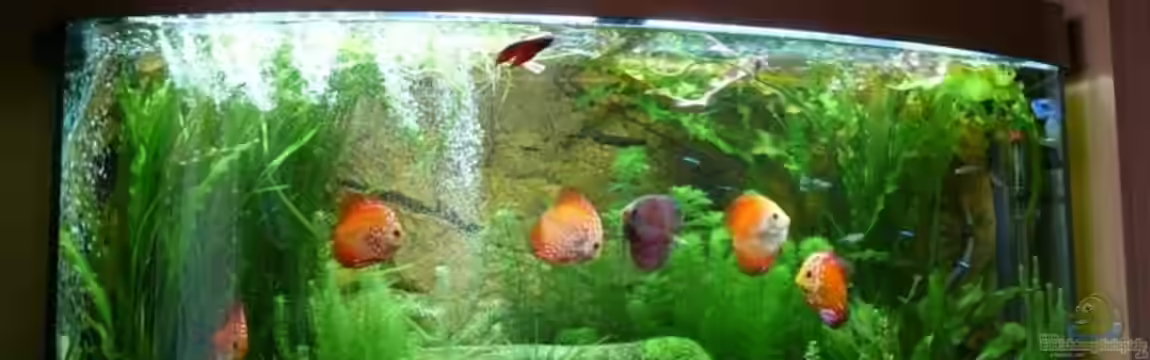 Juwel Vision 260 von Ralf Hoffmann