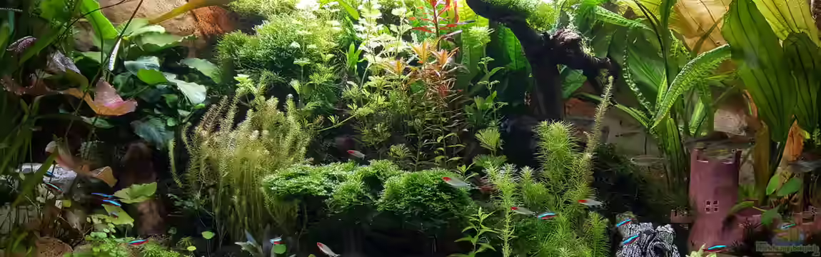 Juwel Vision 450 Gesellschaftsbecken von Thomas Müller