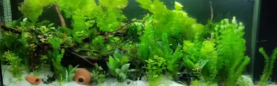 Juwel Vision 450 von Matthias Junge