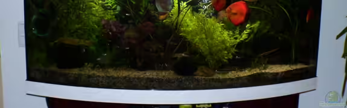 Juwel Vision 450 von Uwe Raschke