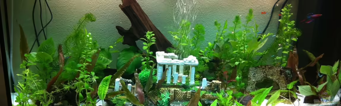 Juwel Vision von Sebastian Wytrych