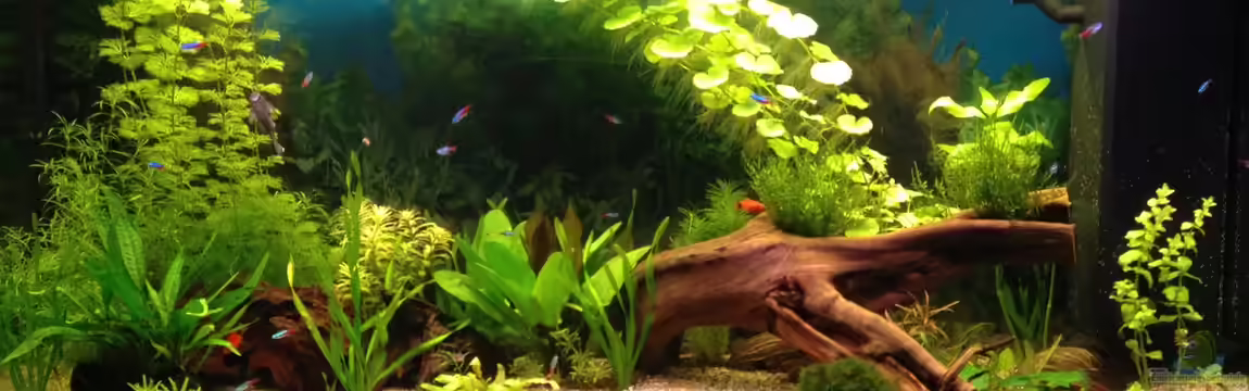 JUWEL_Vision260 von Oskar