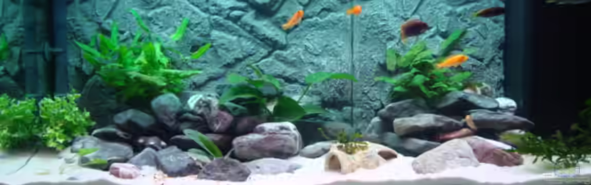 Juwell Rio 180 von Malawibilly