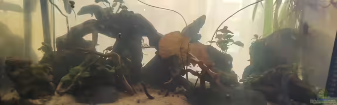 K'zimba Na Kongo von Zazathustra