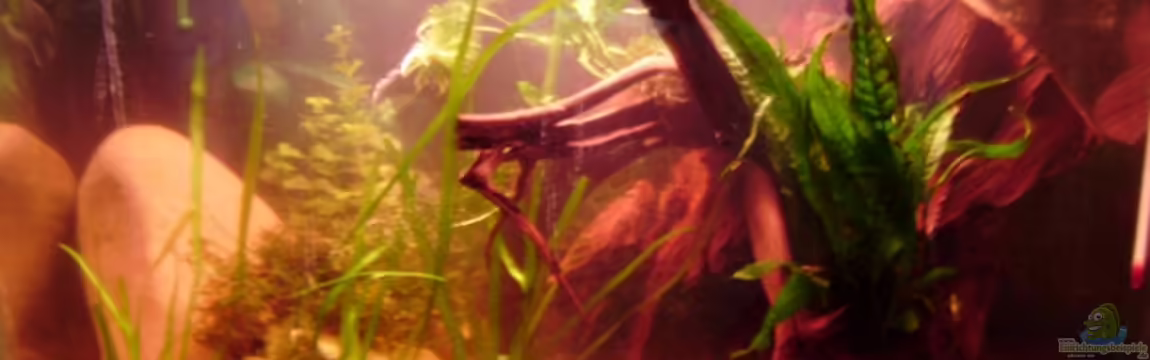 Kakaduzwergbuntbarsch/ Artenbecken von Andre@