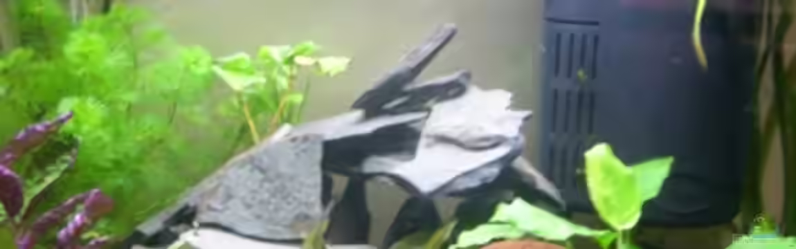 Kampffischbecken von Phillip Rein