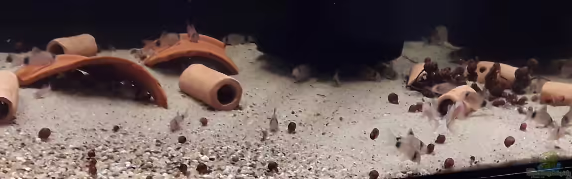 Kinderstube Corydoras panda (Nurnoch als Beispiel) von Fichte