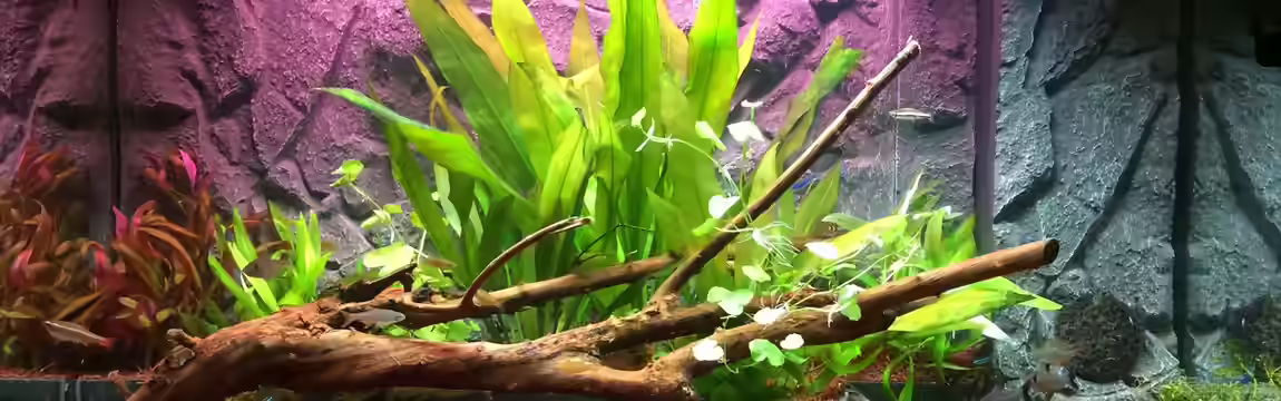 "Kindheitstraum" von Tulpenknicker