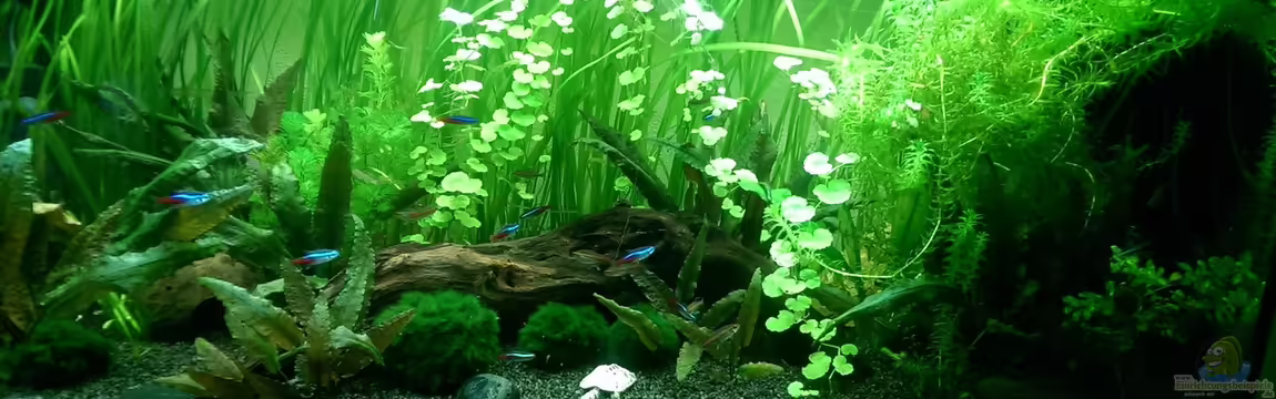 King Arthurs Kingdom von Mondüüü