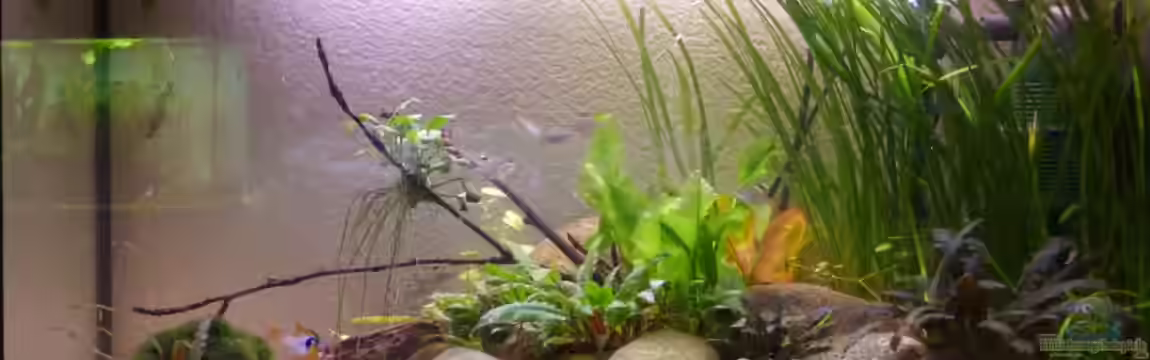 Kirschwasser (aufgelöst, nur noch als Beispiel) von Rumblebee