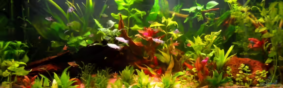 Kleene Pfütze von Kampfstulle