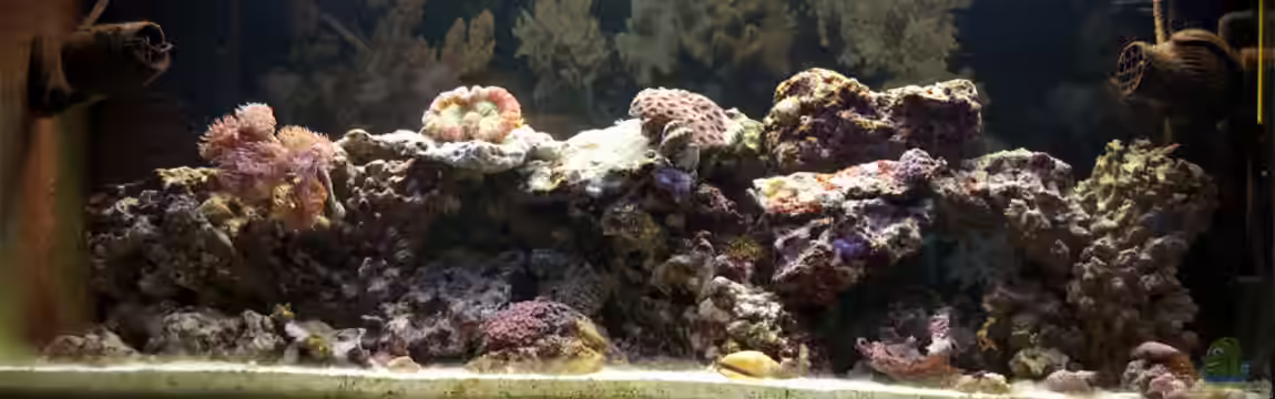 klein aber fein von FrischFisch