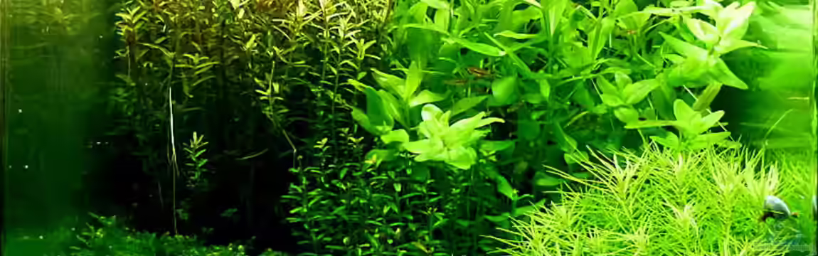 Klein aber fein von Helmut Kreutmayer