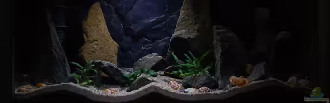 klein Afrika von junger Aquarianer