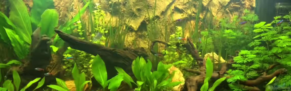 Klein Südamerika von Bader0203