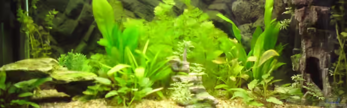 Kleine Unterwasserwelt von derTony99