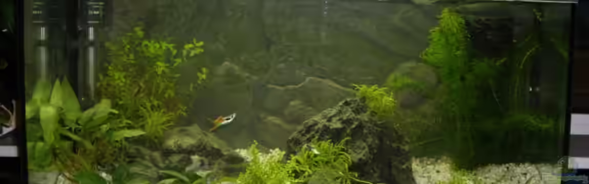 Kleiner Garten von Pummelzacken