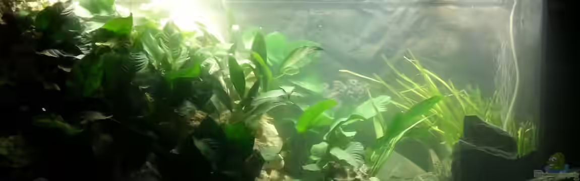 Kleiner Malawisee von Volker