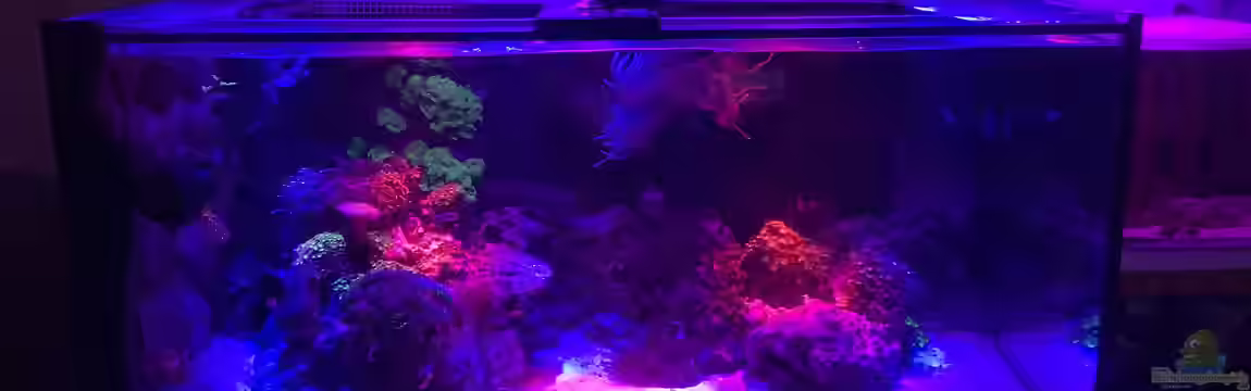 kleiner Riff-Ausschnitt von Diver