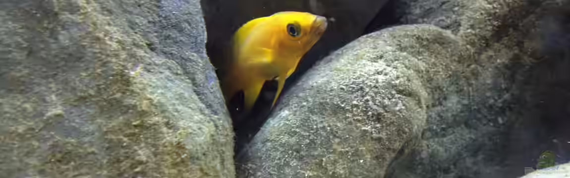 Kleiner Tanganjikasee von jules