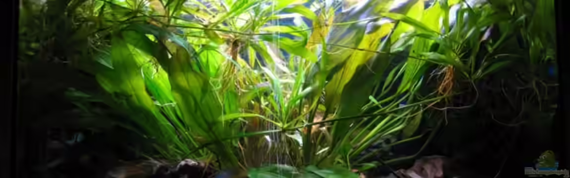 Kleiner Unterwasser-Urwald von Thorge