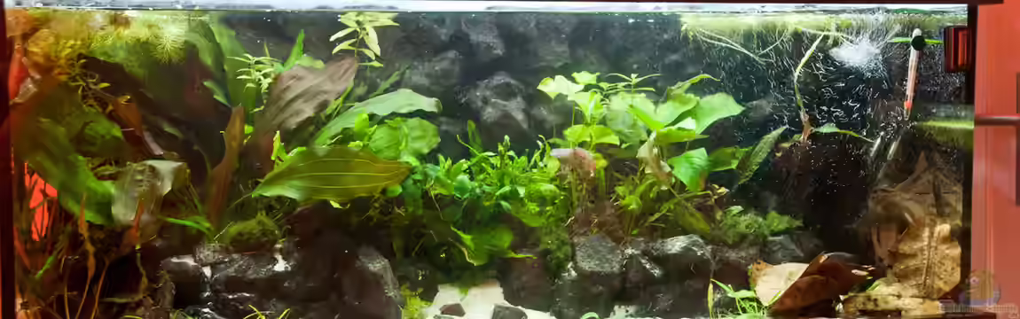 Kleiner Urwald von Melusine Vom Musenhain