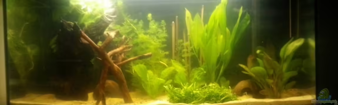 Kleines Amazonasbecken von Der Tiroler