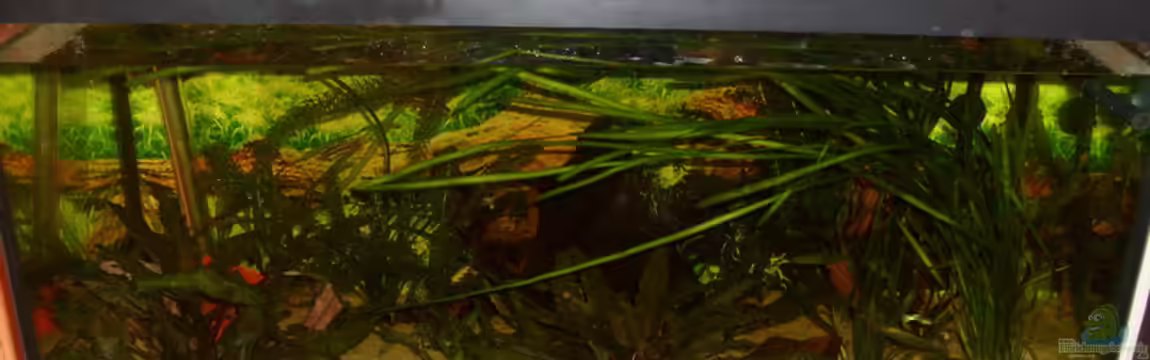 kleines Gesellschaftsbecken von André Janssen