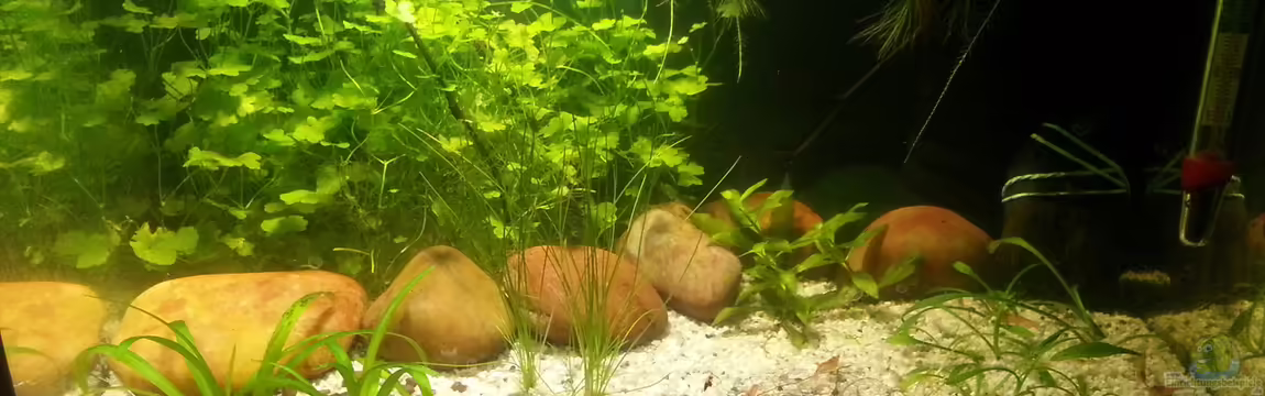 kleines Kleeblatt von Betta Ufuk