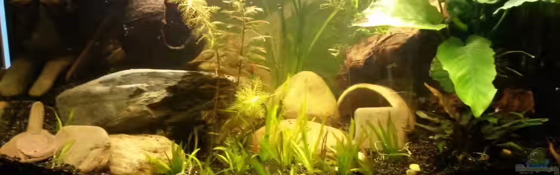 Kleines Purpurprachtbarsch Becken von Robert&Alex