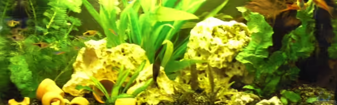 kleines schwarzes von the pepper