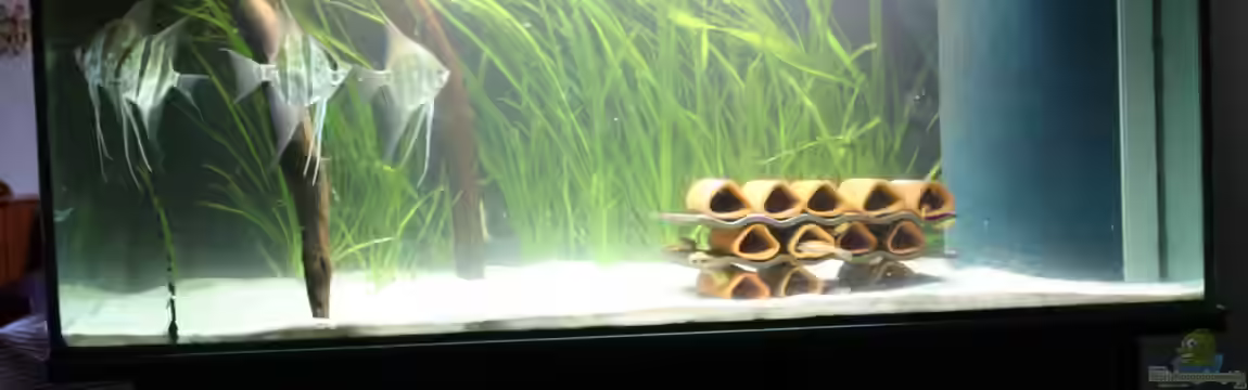 Kleines Südamerika von Panda