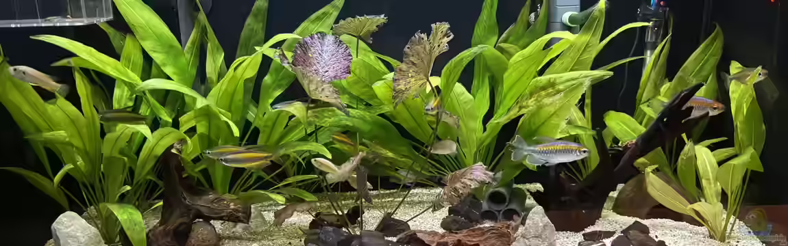 Kongo River ( 27.04.2026 aufgelöst) von herkla