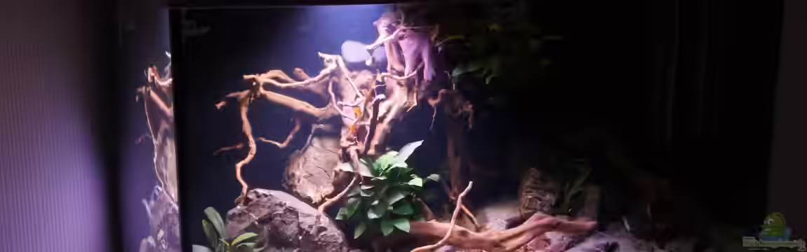 Kongo River von Mario Köppl