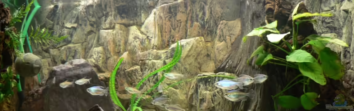 Kongo-Wildwasser von Philip Richter