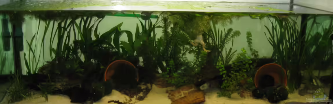 Krallenfrosch-Becken von Jenny