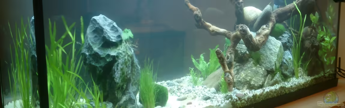 Krebse, Garnelen & Co von Plastikblume