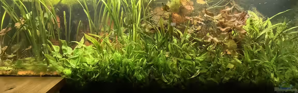 Küchenbecken von Lina L.