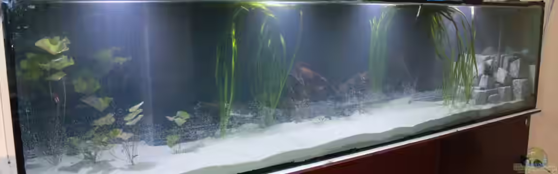 Kuno`s Traum von Fishers Friend