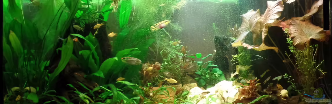 Kunterbunt von raubsau