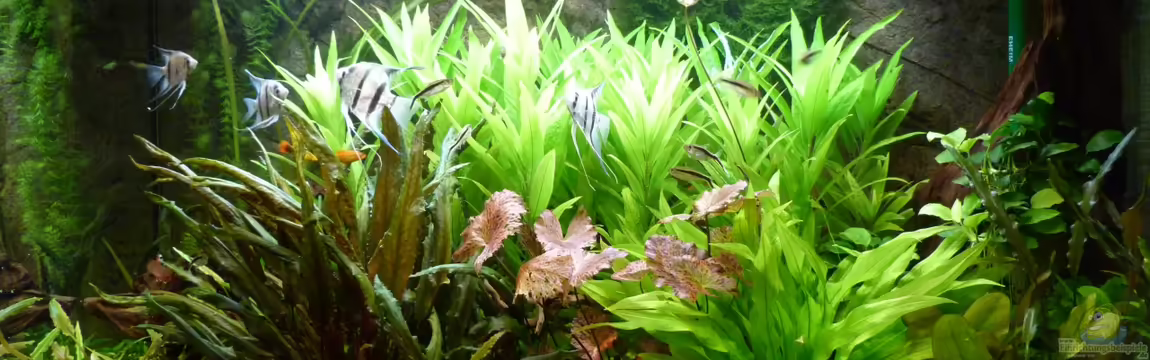 L-Design Bondo von Gabriela Iseli