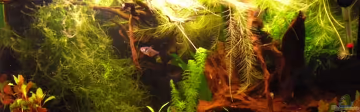 Laetacara Domizil von Sebastian Ogorek