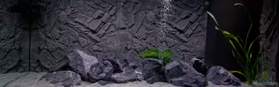 Lake Malawi Aquarium von v1per