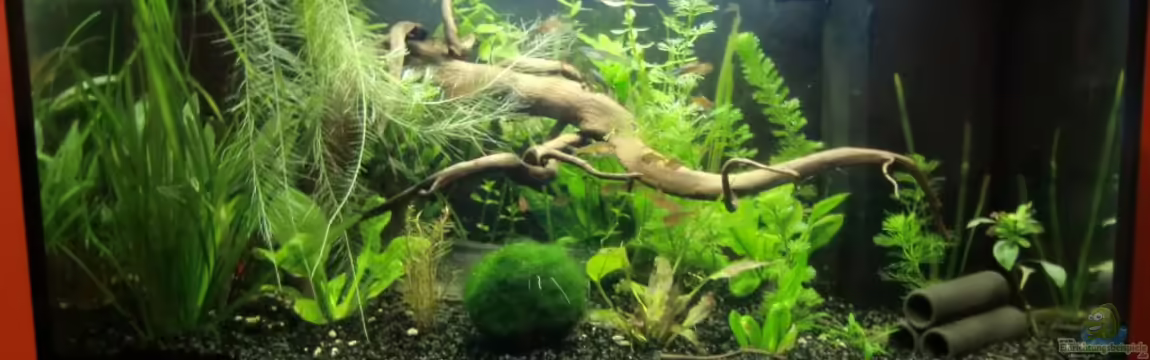 Land of Jungle von kili